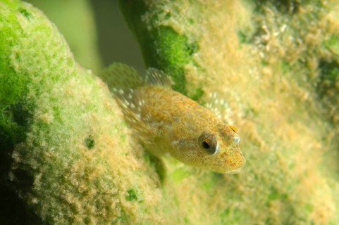 Stone Sculpin (Paracottus knerii)
