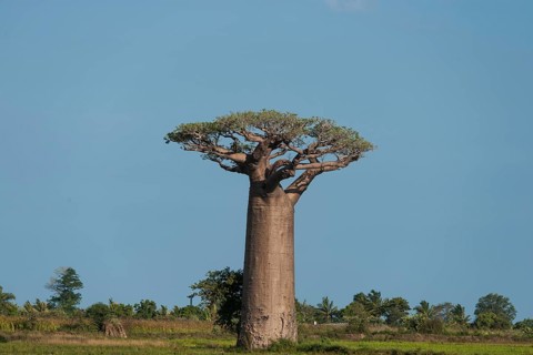 Avenue of the Baobabs