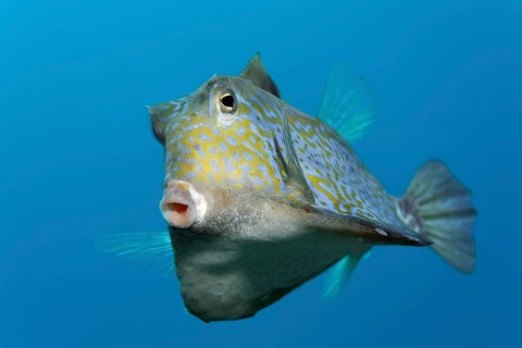 Humpback turretfish (Tetrosomus gibbosus)