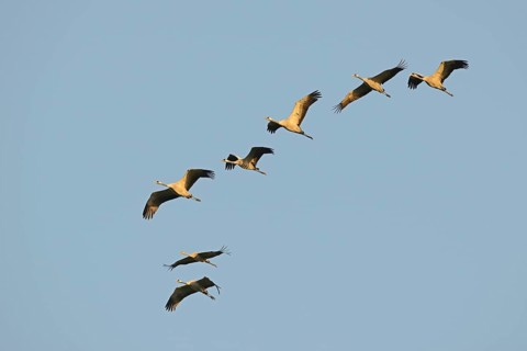 Cranes (Grus grus) in flight