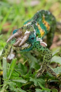 Jackson's Chameleon (Trioceros jacksonii)