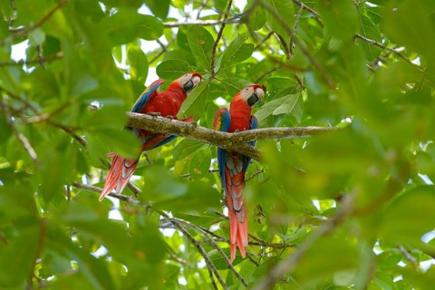 Scarlet Macaws (Ara macao) perched on an Indian Almond tree (Terminalia catappa)