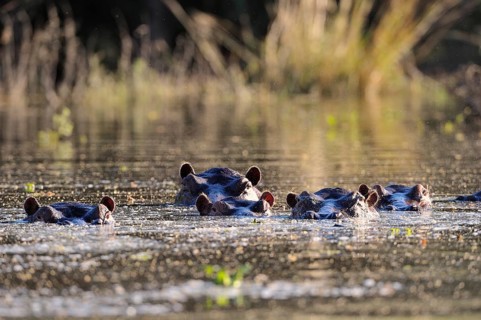 Hippopotamus (Hippopotamus amphibicus) group in water