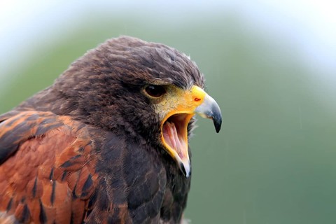 Harris's Hawk (Parabuteo unicinctus)
