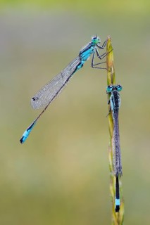 Blue-tailed Damselfly (Ischnura elegans)