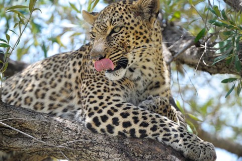Leopard (Panthera pardus)