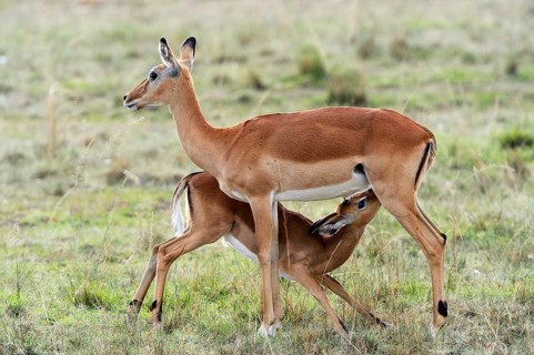 Impalas (Aepyceros melampus)