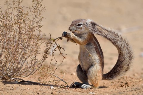 Cape ground squirrel (Xerus inauris)