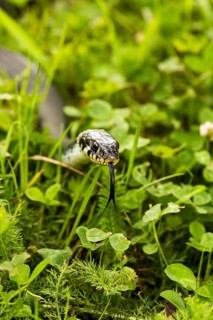 Grass snake (Natrix Natrix)