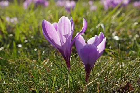 Purple crocuses (Crocus)