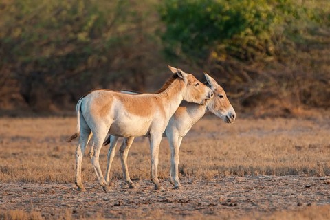 Onagers or Asiatic wild aasses (Equus hemionus)