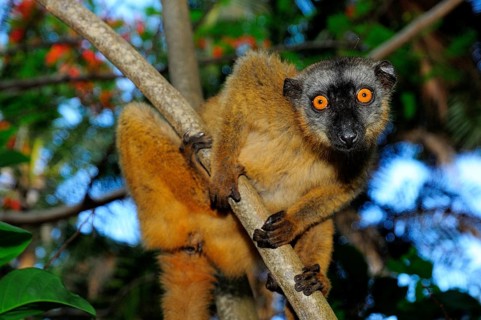 Common brown lemur (Eulemur fulvus mayottensis)