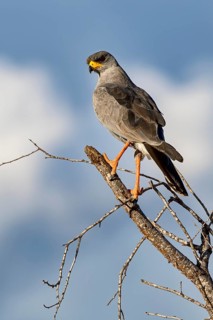 Eastern Chanting Goshawk (Melierax poliopterus)