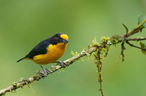 Euphonia violacea (Euphonia violacea)