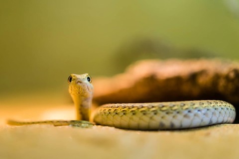 Namib Sand Snake (Psammophis namibensis)