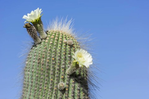 A flowering Cardon cactus (Echinopsis atacamensis)