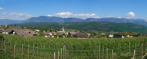 Vines