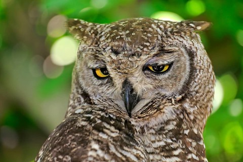 Spotted Eagle-owl (Bubo africanus)