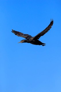 Cape Cormorant or Cape Shag (Phalacrocorax capensis)