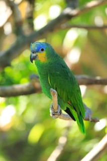 Orange-winged Amazon (Amazona amazonica)