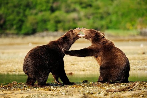 Two Brown Bears (Ursus arctos) play-fighting with each other