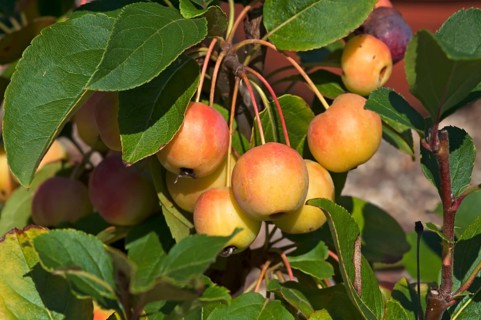 Ornamental Apple 'Golden Hornet' (Malus sp.)