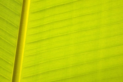 Banana leaf