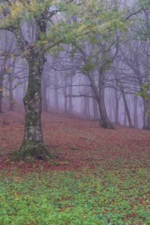 Autumn in the forest with fog