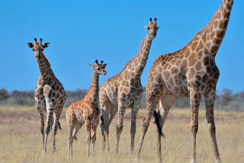 Giraffes (Giraffa camelopardalis)