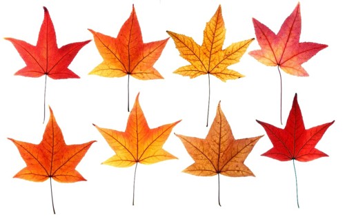 Autumn leaves