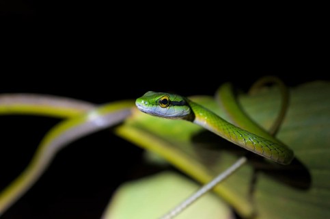 Lora or Parrot Snake (Leptophis ahaetulla)