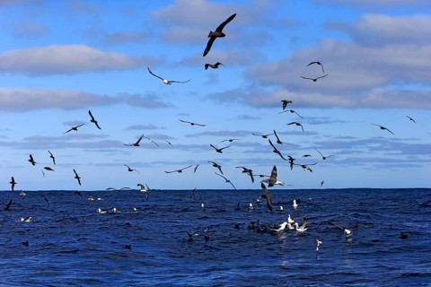 Black-browed albatrosses (Thalassarche melanophrys) and white chin petrels (Procellaria aequinoctialis)