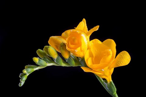 Yellow Freesia (Freesia) with water drops