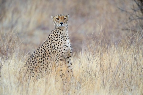 Cheetah (Acinonyx jubatus)