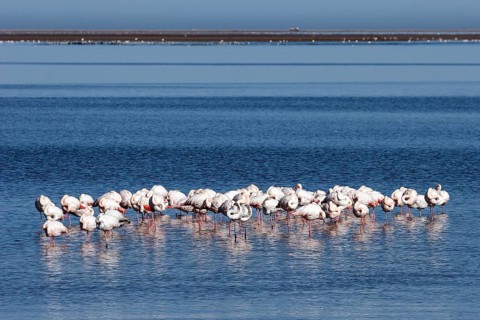 Greater Flamingos (Phoenicopterus roseus)