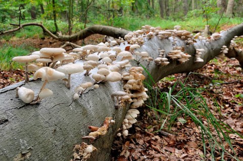 Porcelain fungus (Oudemansiella mucida) on beech deadwood (Fagus sylvatica) in Darsser Forest