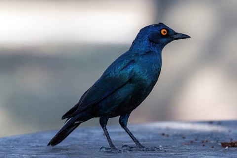 Cape starling (Lamprotornis nitens)