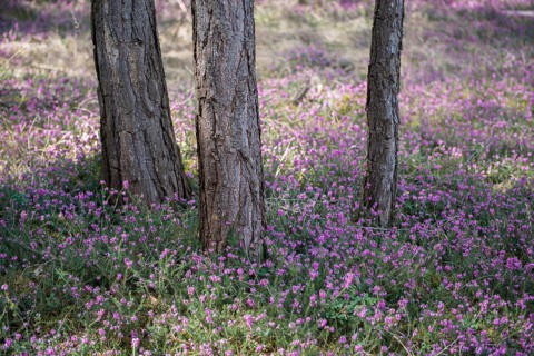 Blooming spring heaths (Erica carnea) in a forest