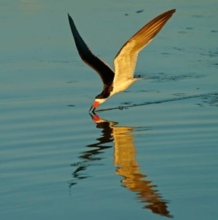 Black Skimmer (Rynchops niger) in flight fishing