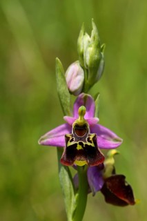 Late spider-orchid (Ophrys holoserica) wild orchid