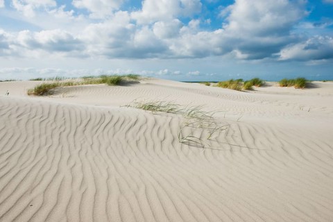 Dune landscape