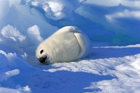 Harp Seal or Saddleback Seal (Pagophilus groenlandicus
