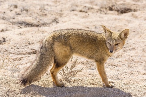 Andean Fox or Culpeo (Lycalopex culpaeus)