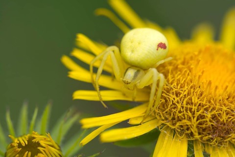 Goldenrod Crab Spider (Misumena vatia) on a British Yellowhead (Inula britannica)