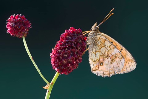 Lesser Marbled Fritillary (Brenthis ino)