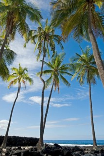 Palm grove