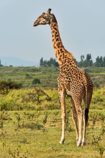 Giraffe (Giraffa camelopardalis)
