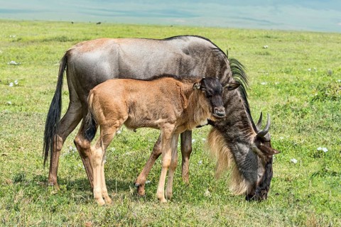 Blue Wildebeest (Connochaetes taurinus)