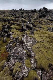 Elongate Rock Moss (Niphotrichum elongatum) growing in a lava field