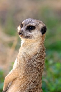 Meerkat (Suricata suricatta)